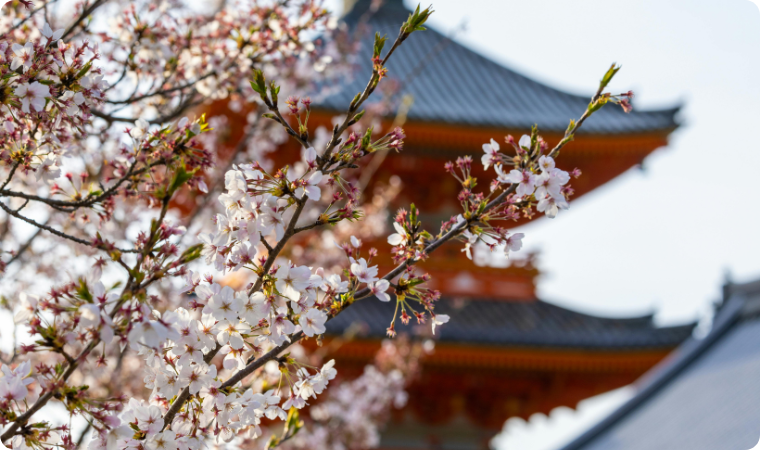 temple cherry blossoms